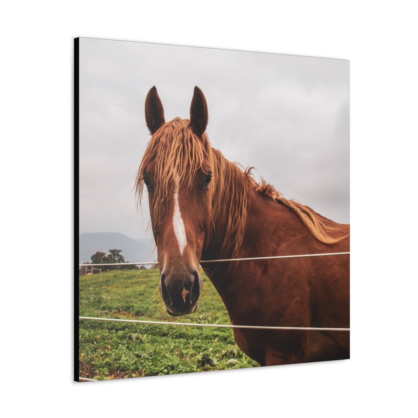 Canvas Gallery Wrap - Takota - Photo