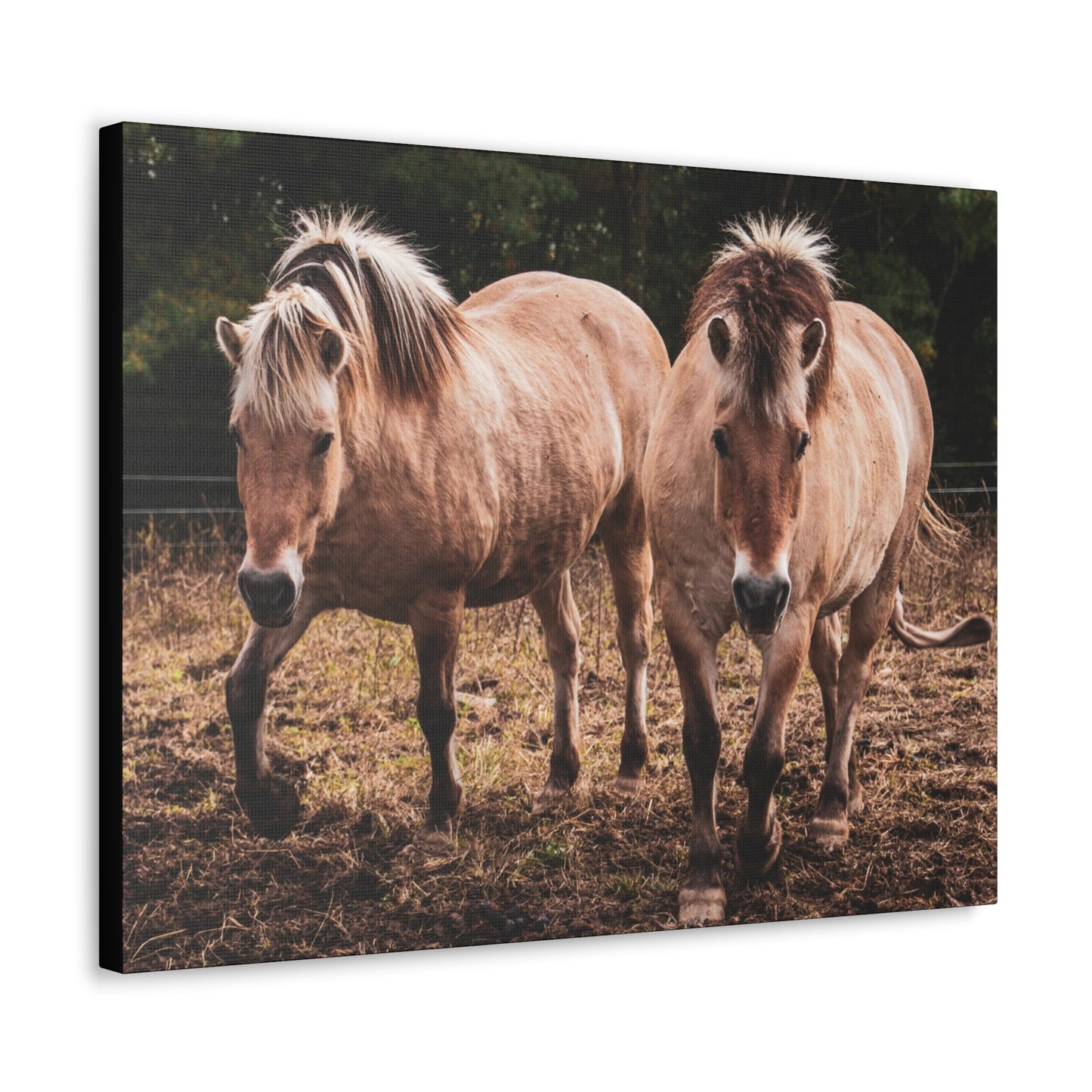 Canvas Gallery Wrap - Cody and Cheyenne - Photo