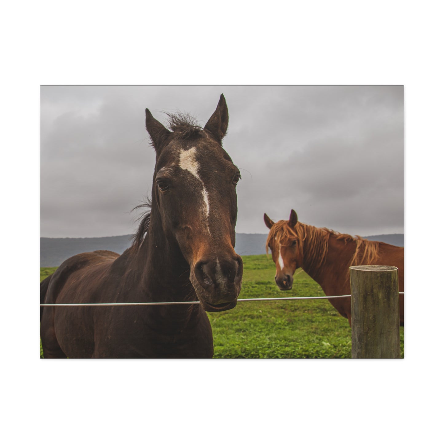 Canvas Gallery Wrap - Denali and Takota - Photo
