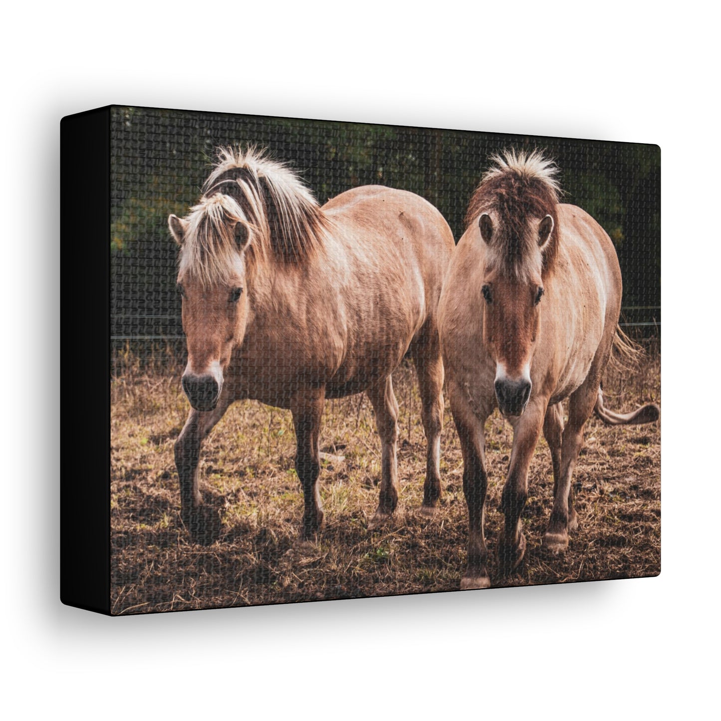 Canvas Gallery Wrap - Cody and Cheyenne - Photo