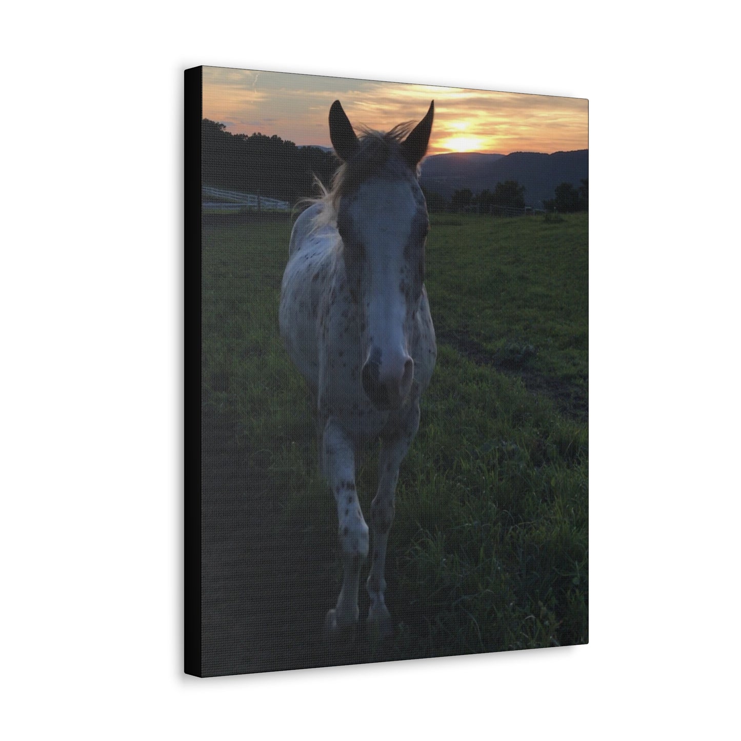 Canvas Gallery Wrap - Cochise - Photo