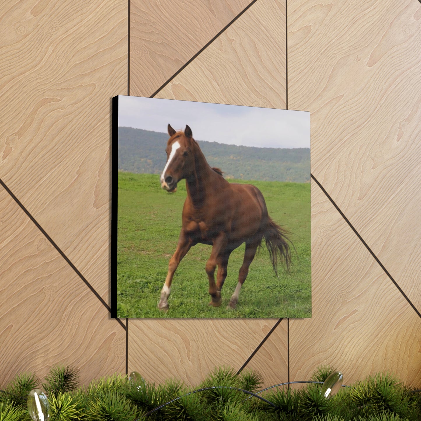 Canvas Gallery Wrap - Redwood - Photo