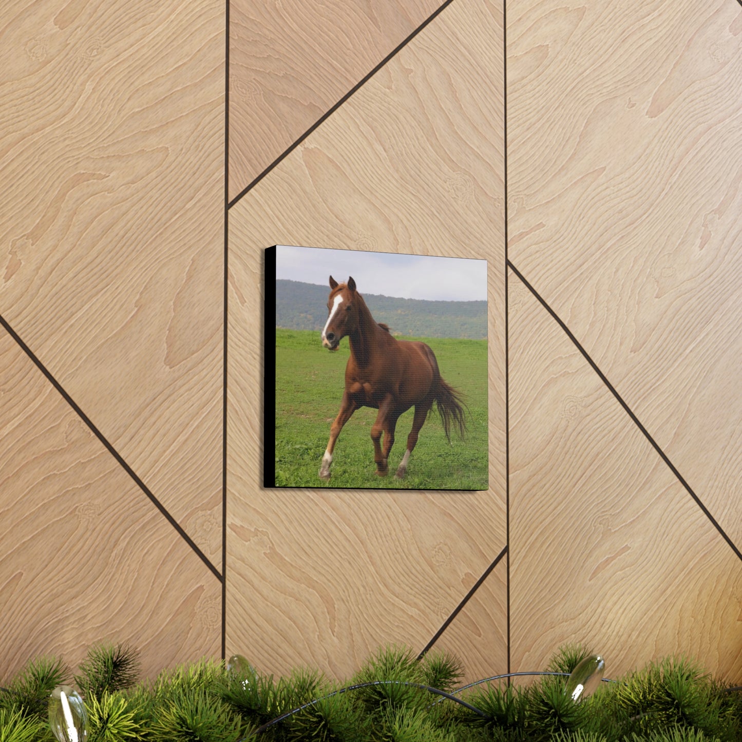 Canvas Gallery Wrap - Redwood - Photo