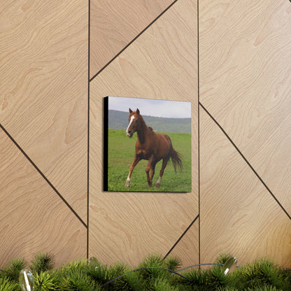 Canvas Gallery Wrap - Redwood - Photo