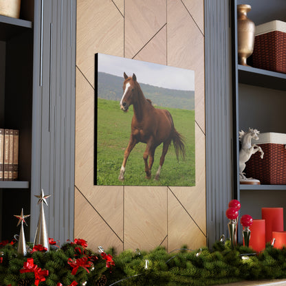 Canvas Gallery Wrap - Redwood - Photo