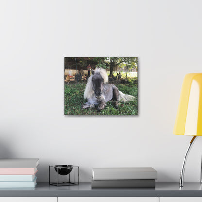 Canvas Gallery Wrap - Buttons - Photo